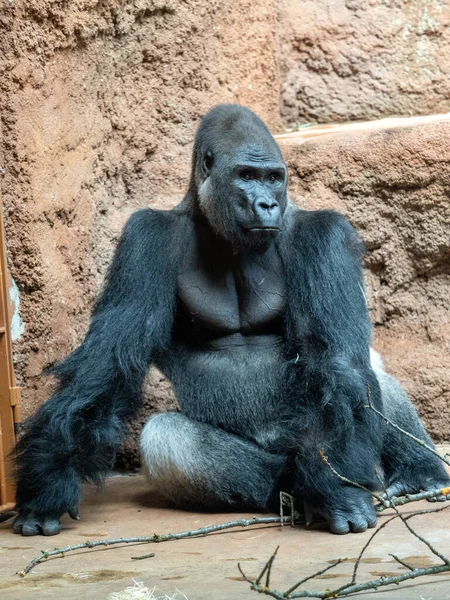 Gorila Las Tierras Bajas Occidentales Gorila Gorila Sienta Observando Los — Foto de Stock