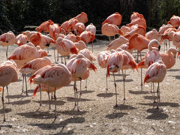 Flock Rosa Flamingo Phoenicopterus Roseus Vilar Med Huvudet Vingarna — Stockfoto