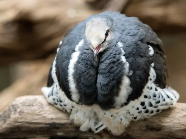 Wonga Güvercini Leucosarcia Melanoleuca Bir Dalda Oturuyor Dinleniyor — Stok fotoğraf