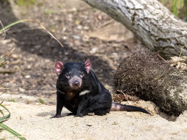 stock image An Tasmanian devil, Sarcophilus harrisii, looks around for food