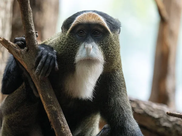 Brazzova Opice Cercopithecus Neglectus Sedící Větvi Pozorující Okolí — Stock fotografie