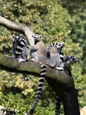 Bir grup Halka Kuyruklu Lemur, Lemur Catta, bir sandığa oturup etrafa bakınıyorlar..