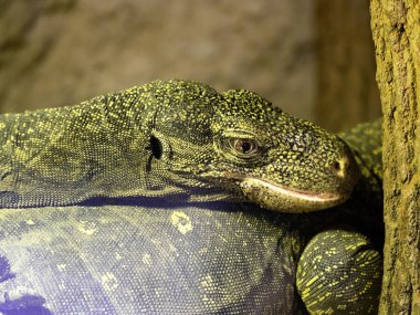 Büyük bir Papualı gözlemcinin portresi, Varanus Salvadorii