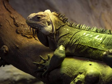 Yetişkin bir Antiller İguanası, İguana özentisi, bir dalda güneşleniyor..