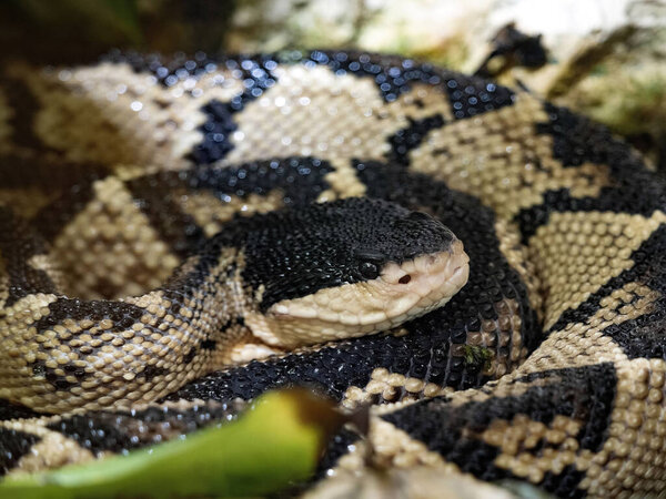 The rare and highly poisonous Black-headed bushmaster, Lachesis melanocephlaus.