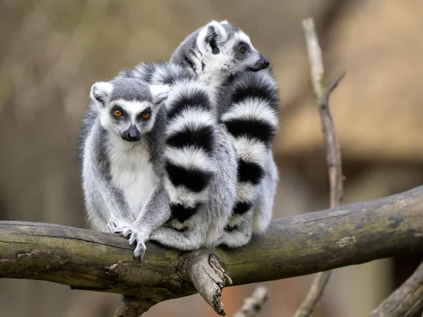Dwie Samice Lemur Lemur Catta Siadają Bagażniku Rozglądają Się — Zdjęcie stockowe