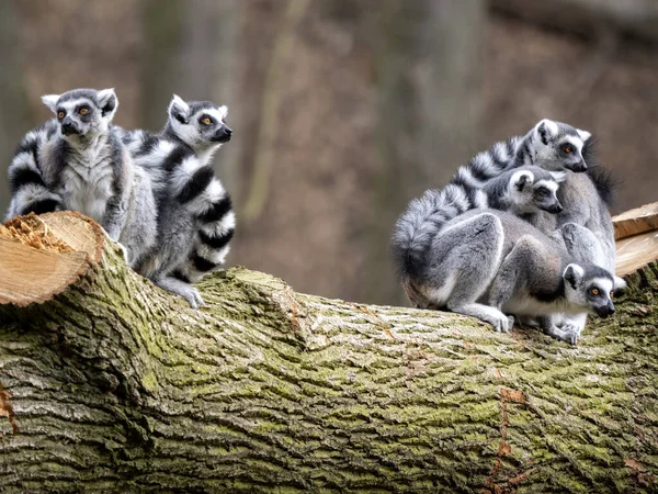 A family of Ring-tailed Lemurs, Lemur catta, sits on a trunk and looks around.