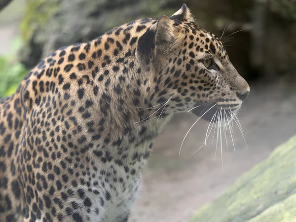 Портрет Леопарда Шри Ланки Panthera Pardus Kotiya Оглядывающегося Вокруг — стоковое фото