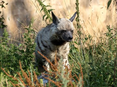 Nadir bulunan bir sırtlan, muhtemelen soyu tükenmiş Hyaena Hyaena Sultana..
