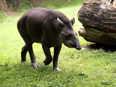 Güney Amerika tapiri, Tapirus terrestris çimenlerde yavaşça hareket eder..
