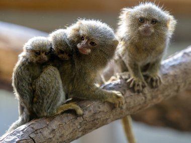 Doğu pigme marmoset ailesi, Cebuella pigmaea niveiventris, küçük yavrularıyla.