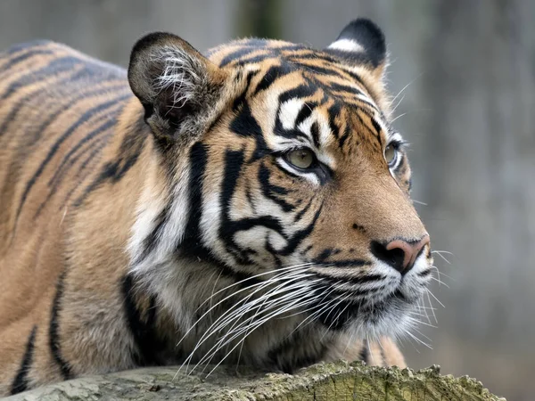 Dospělá Samice Sumatran Tiger Panthera Tigris Sumatrae Leží Kmeni Pozoruje Stock Fotografie