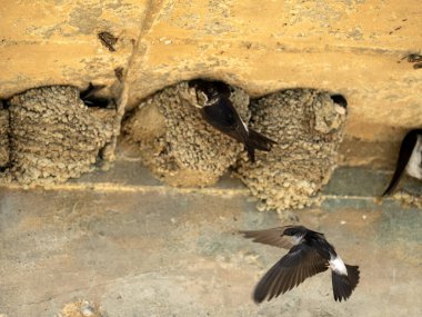 Yuva kuran kırlangıç kolonisi Delichon urbicum meridionale bir sığınakta. Arnavutluk