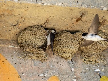 Yuva kuran kırlangıç kolonisi Delichon urbicum meridionale bir sığınakta. Arnavutluk