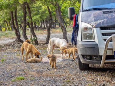 Sokak köpekleri karavanda yemek için yalvarıyor. Arnavutluk