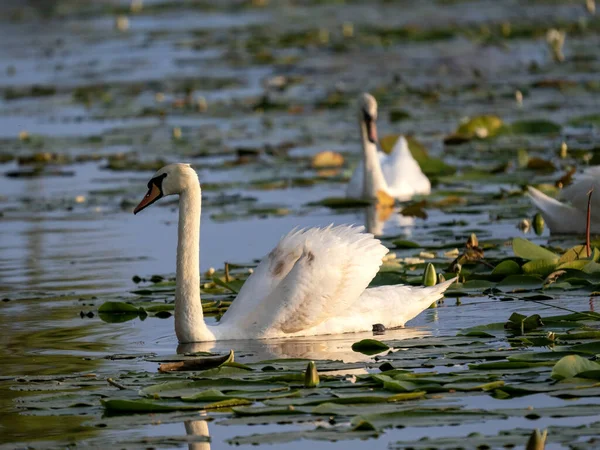 Lago Dos Cisnes Com Lírios Água Cisne Mudo Cygnus Olor — Fotografia de Stock