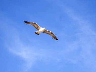 Sarı bacaklı martı, Larus michahellis, deniz aşırı uçuyor, Yunanistan