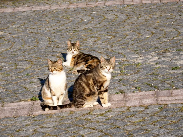 Monasteries Meteora Greece Cats Everywhere — Stock Photo, Image