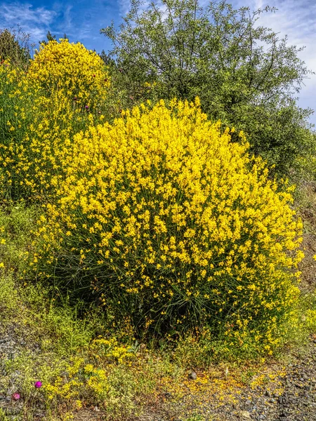 Stands of flowering yellow bushes in the mountains, Greece