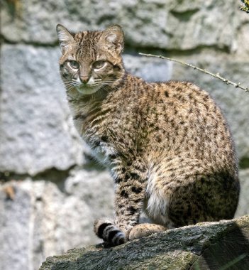 Grys 'in portresi, Varanus Olivaceus büyük bir taşın üzerinde yatıyor.