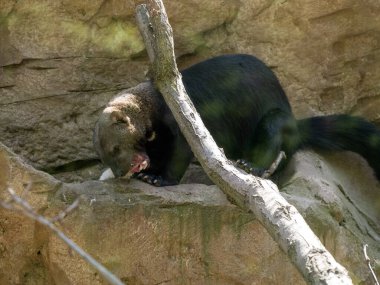 Tayra 'nın portresi, Eira Barbara, yakaladığı yemeği yiyor.