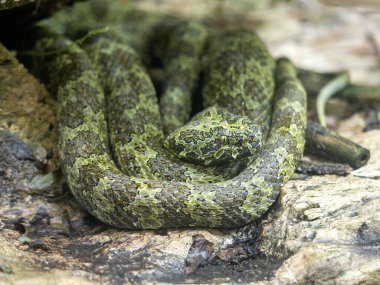 Nadir bulunan Mangshan Çukur Yılanı Protobothrops mangshanensis ilginç bir şekilde renklidir..