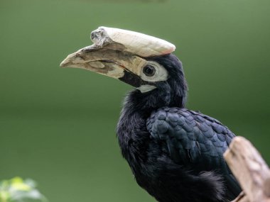 Çok nadir bulunan Palawan boynuz gagalı kuşu Anthracoceros Marchei, Filipinler 'de küçük bir adada yaşar.