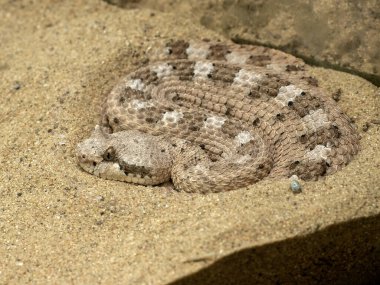 Sonoran Çöl Sidewinder, Crotalus serapes cercobombus, büyük bir kaya üzerinde oturur ve avını takip eder