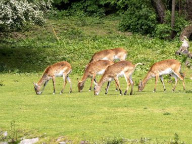 Küçük bir Kafue Flats lechwe sürüsü, Kobus leche kafuensis, yeşil çimlerde otlar.