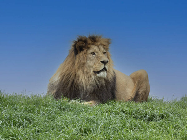 A large male Barbary lion, Panthera leo leo, lies on a mound and observes the surroundings