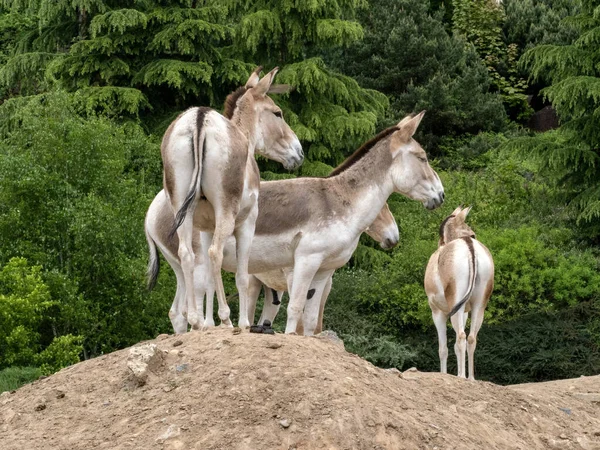 Petit Troupeau Koulan Turkmène Equus Hemionus Kulan Dresse Sur Une — Photo