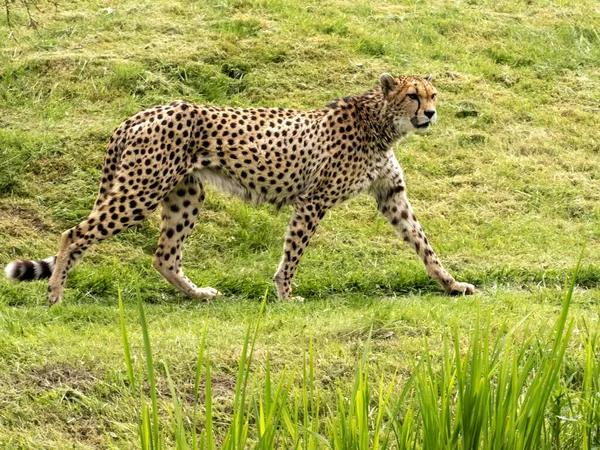 Cheetah Acinonyx Jubatus Corriendo Sobre Hierba Verde Observando Los Alrededores — Foto de Stock