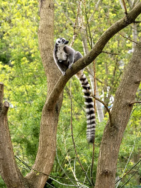 Samica Lemur Catta Lemur Pierścieniowym Ogonem Młodymi Siedzącymi Wysoko Drzewie — Zdjęcie stockowe