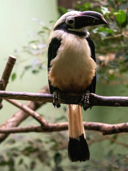 Rare Palawan Hornbill Anthracoceros Marchei Sits Branch Observing Surroundings — Stock Photo, Image