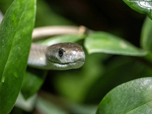 Black mamba, Dendroaspis polylepis, peeking out from the thicket