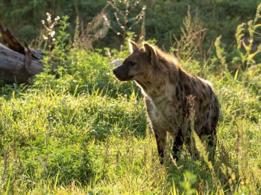Benekli sırtlan, Crocuta crocuta, sabah güneşinde yürüyüşe çıkmış.