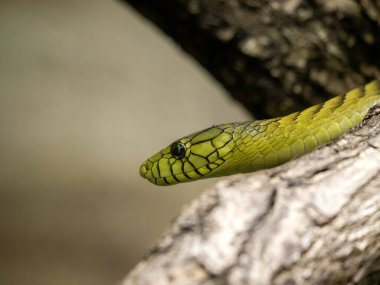 Yeşil Mamba 'nın portresi, Dendroaspis viridis, Afrika' nın en zehirli yılanlarından biri.