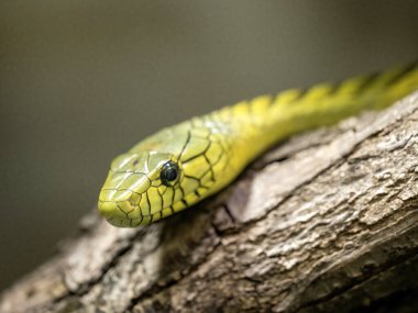 Yeşil Mamba 'nın portresi, Dendroaspis viridis, Afrika' nın en zehirli yılanlarından biri.