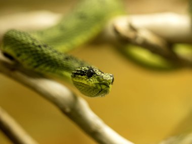 Büyük Göller yılanı, Atheris nitschei, bir dalda uzanır ve yiyecek arar.