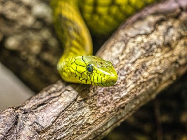 Yeşil Mamba 'nın portresi, Dendroaspis viridis, Afrika' nın en zehirli yılanlarından biri.
