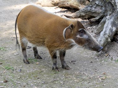 Kızıl nehir domuzu, Potamochoerus Porcus domuzların en güzel temsilcisidir..