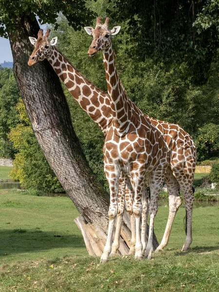 Baringo Zürafası Giraffa Camelopardalis Rothschildi Bir Ağacın Gölgesinde — Stok fotoğraf