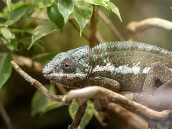 Panter bukalemunlar, Furcifer pardalis, bir çalılığın yaprakları arasında yol alırlar..
