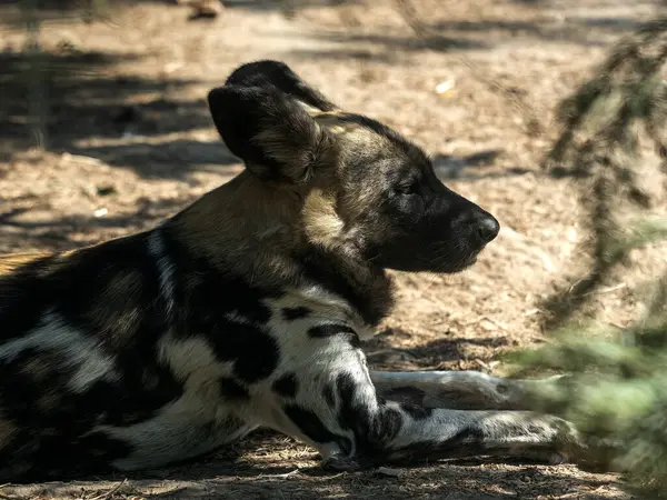 Afrikansk Vild Hund Lycaon Pictus Ligger Græsset Observerer Omgivelserne - Stock-foto