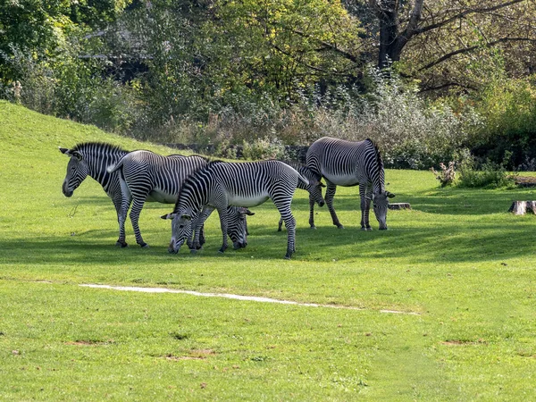 Grevy Zebra Equus Grevyi Ist Der Schönste Vertreter Des Zebras — Stockfoto