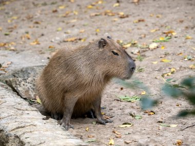 Capybara, Hydrochoerus hydrochaeris, suya bağlı en büyük kemirgendir..