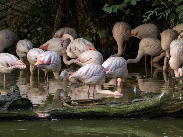 A small flock of Rosa Flamingo, Phoenicopterus roseus, forages in the lagoon.