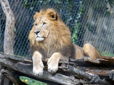 Güneybatı Afrika aslanı Panthera leo bleyenberghi, dallara uzanıp çevreyi gözlüyor.