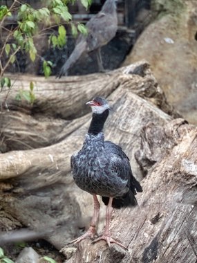 Kuzeyli çığırtkan Chauna Chavaria, çıplak bir sandığa oturmuş etrafı gözlüyordu.
