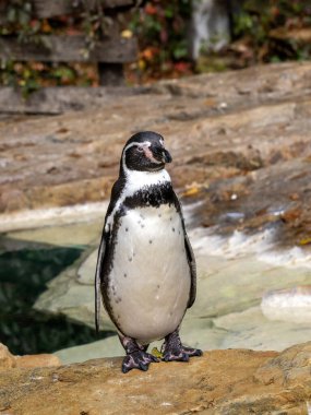 Bir Humboldt pengueni, Spheniscus humboldti, uykusunda kıyıda duruyor.